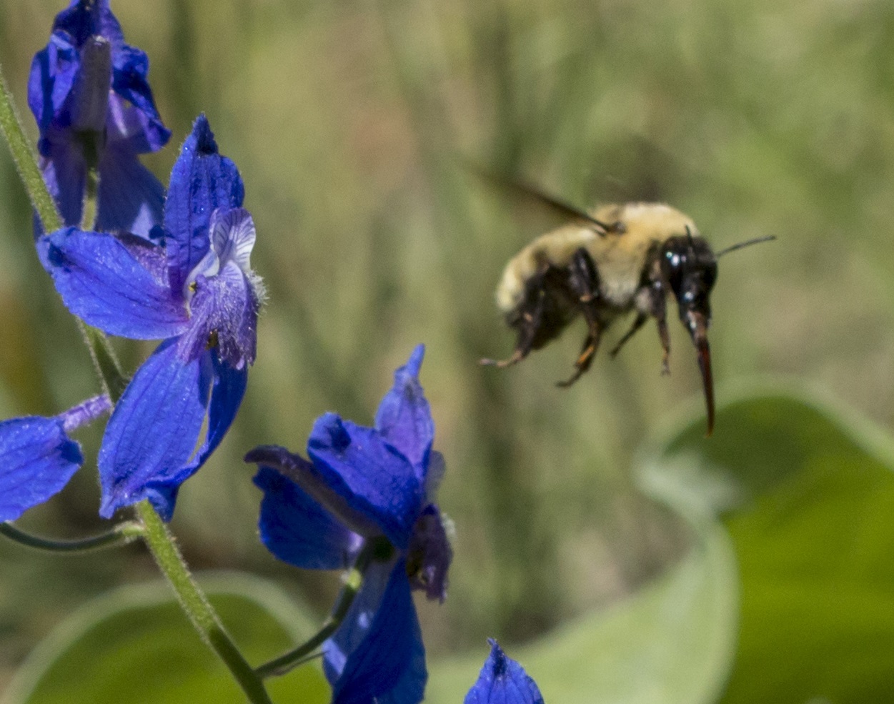 bee flies to flower