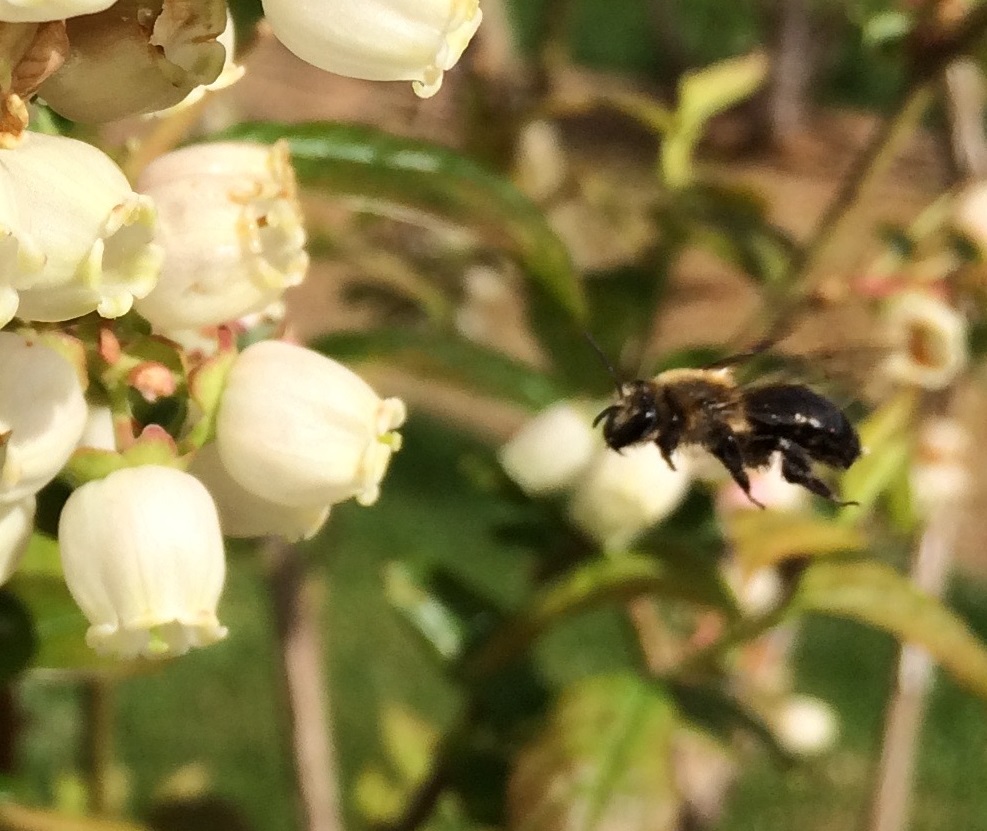 bee flies to flower